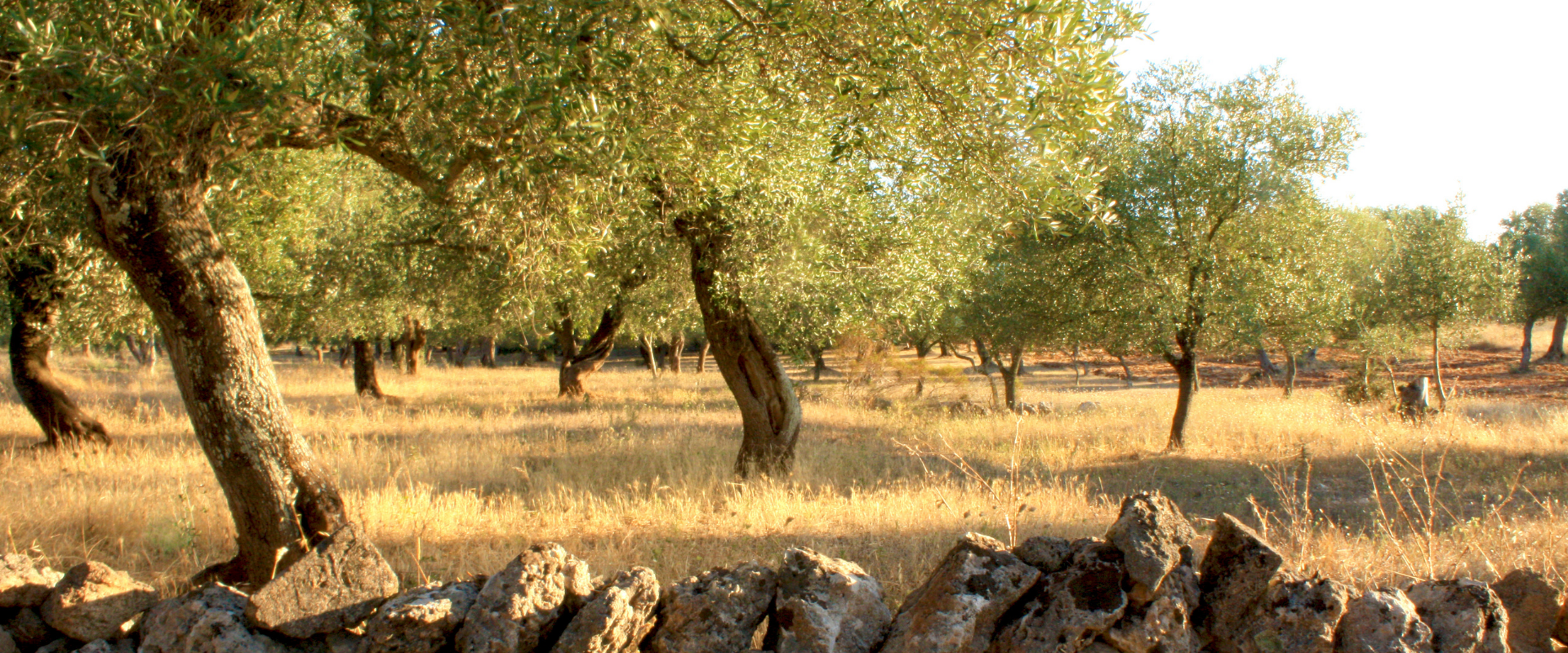 Via Francigena, Tappa 145: Torchiarolo – Lecce